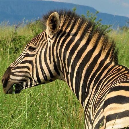 African Hills Safari Lodge & Spa Магалисбург Экстерьер фото