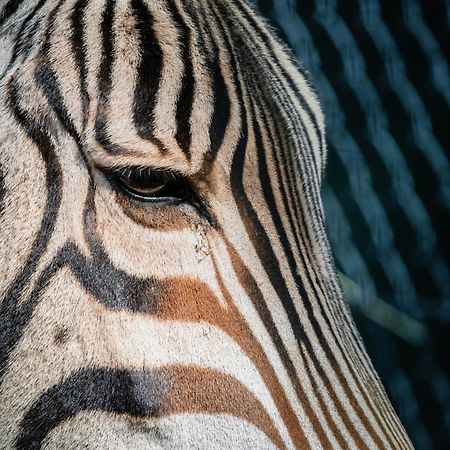 African Hills Safari Lodge & Spa Магалисбург Экстерьер фото