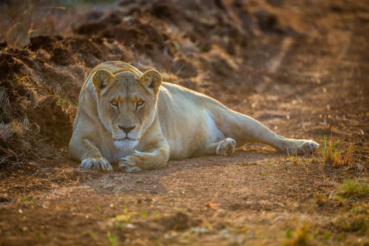 African Hills Safari Lodge & Spa Магалисбург Экстерьер фото