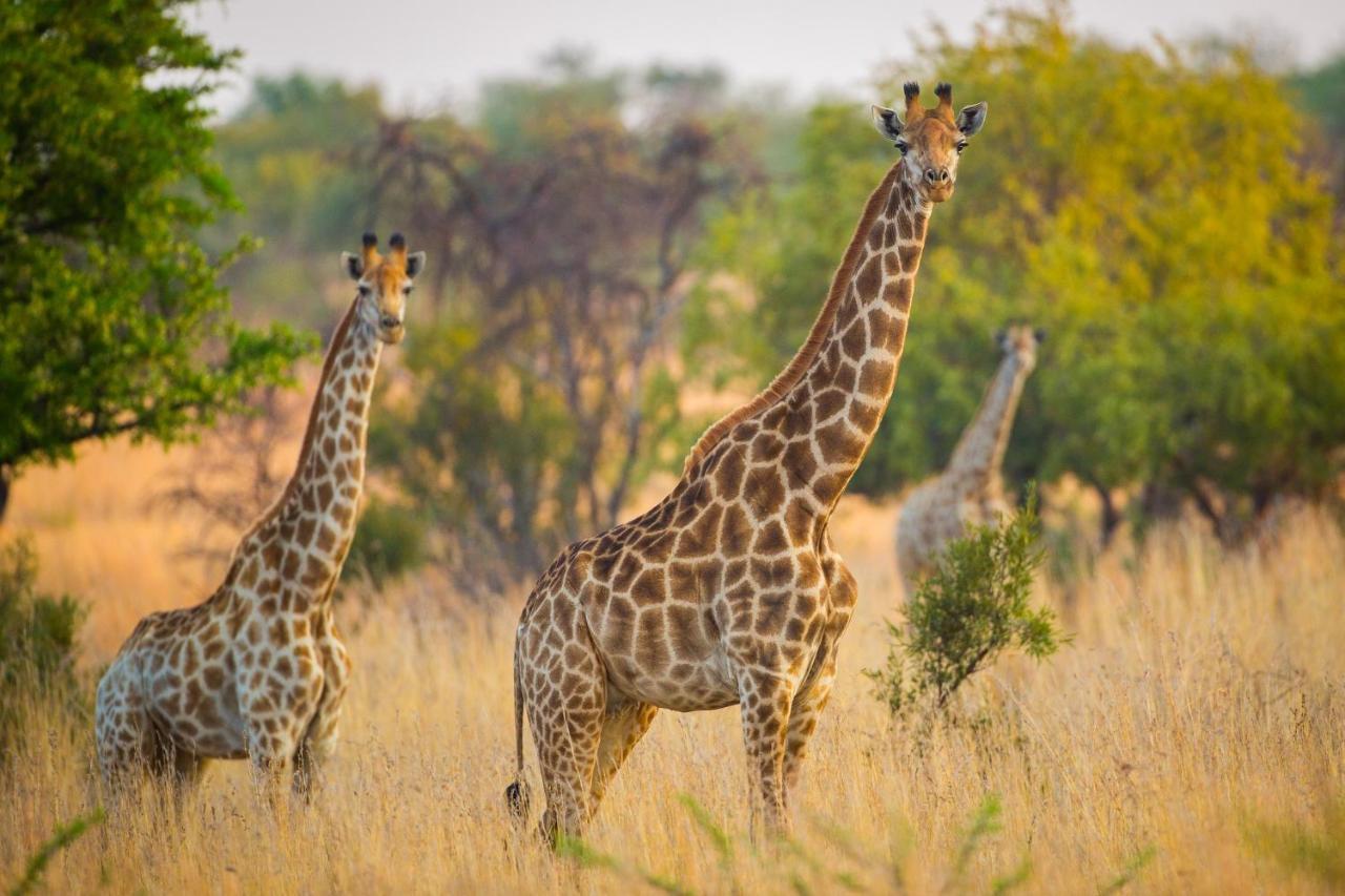 African Hills Safari Lodge & Spa Магалисбург Экстерьер фото