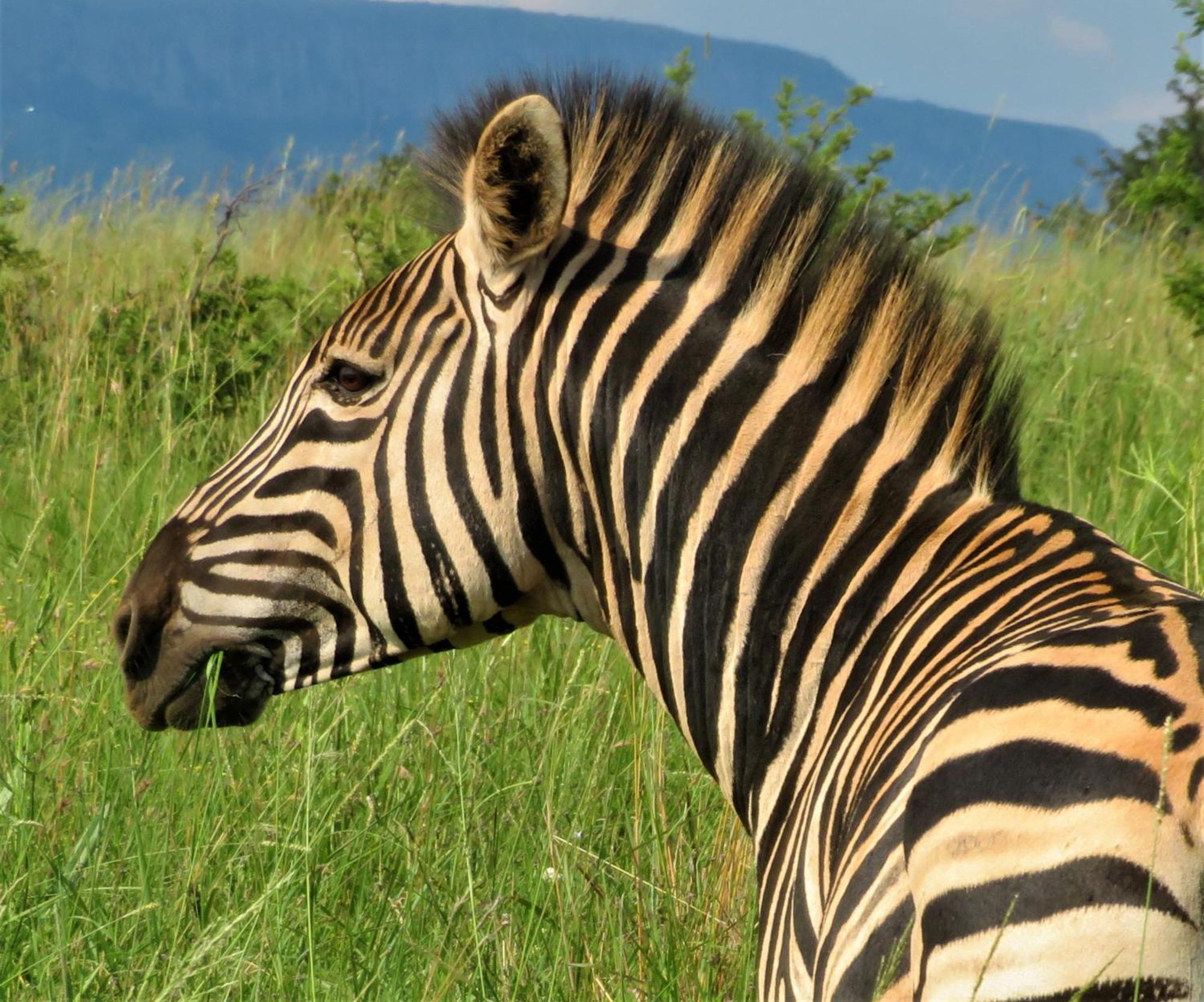 African Hills Safari Lodge & Spa Магалисбург Экстерьер фото