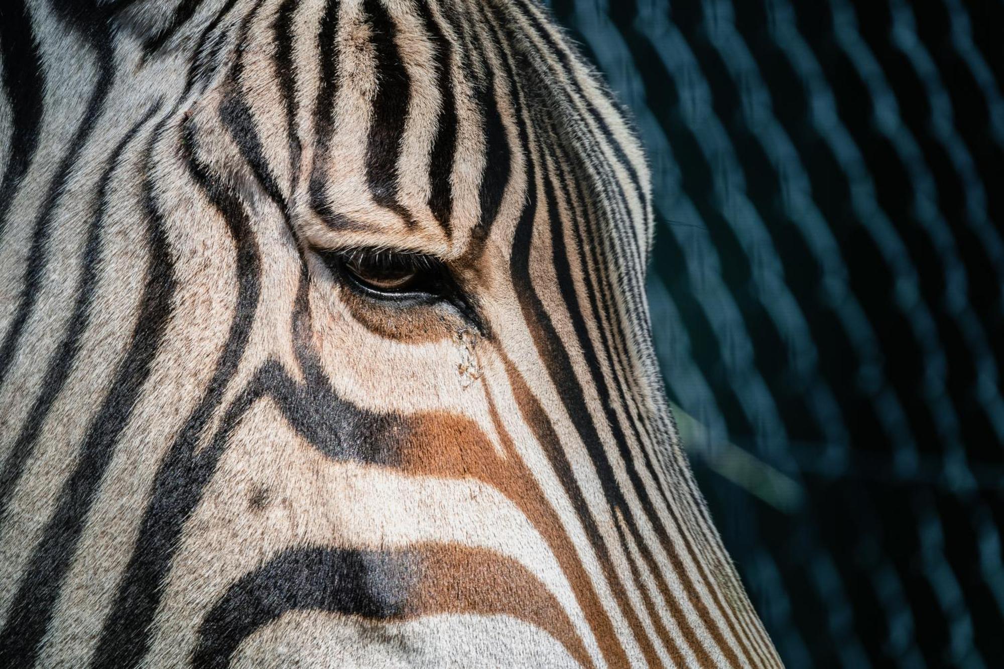 African Hills Safari Lodge & Spa Магалисбург Экстерьер фото