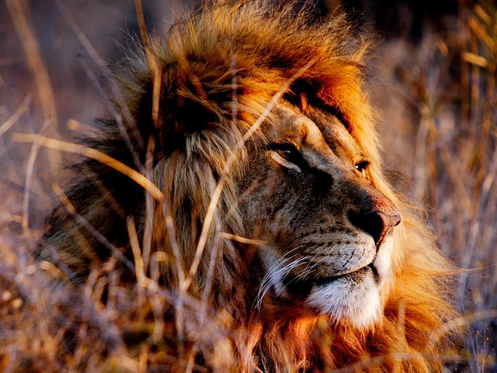 African Hills Safari Lodge & Spa Магалисбург Экстерьер фото