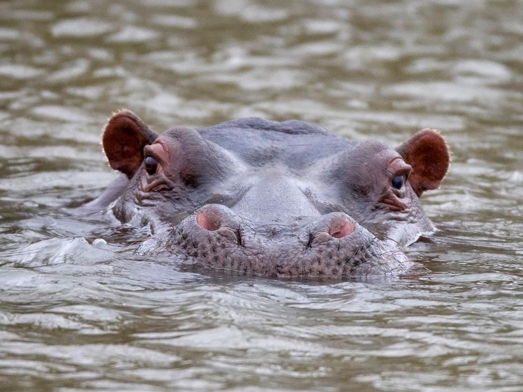 African Hills Safari Lodge & Spa Магалисбург Экстерьер фото